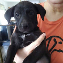 Thumbnail photo of Jolly Jake #2