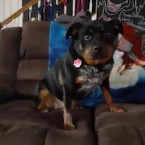 Thumbnail photo of Nika #3