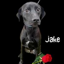 Thumbnail photo of Jolly Jake #1