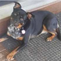 Thumbnail photo of Nika #4