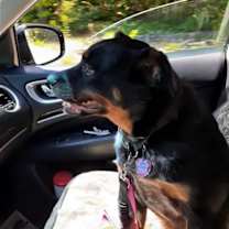 Thumbnail photo of Nika #1