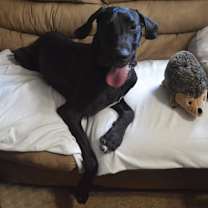 Thumbnail photo of Asher #1