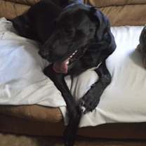 Thumbnail photo of Asher #2
