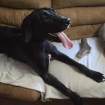 Thumbnail photo of Asher #3