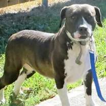 Thumbnail photo of Lucky #1