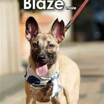 Thumbnail photo of Blaze from Taiwan #1