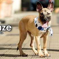 Thumbnail photo of Blaze from Taiwan #2
