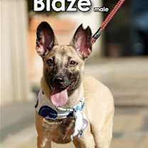 Thumbnail photo of Blaze from Taiwan #3