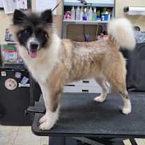 Thumbnail photo of Dagashi #1