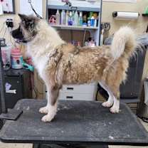 Thumbnail photo of Dagashi #3