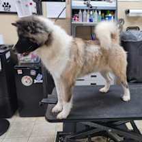 Thumbnail photo of Dagashi #4