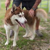 Thumbnail photo of Titan #4