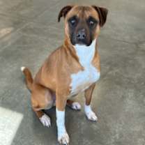 Thumbnail photo of Lambeau #1