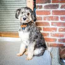 Thumbnail photo of Benji #3