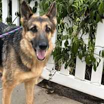 Thumbnail photo of Dottie #2