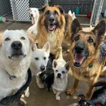 Thumbnail photo of Dottie #4