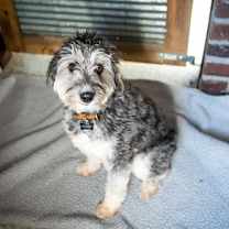 Thumbnail photo of Benji #4