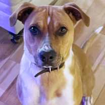 Thumbnail photo of Bella Bleu #1