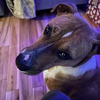 Thumbnail photo of Bella Bleu #3