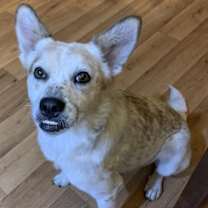 Thumbnail photo of Heiflee #1