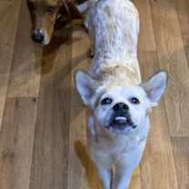 Thumbnail photo of Heiflee #3