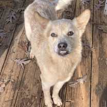 Thumbnail photo of Heiflee #4