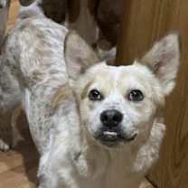 Thumbnail photo of Heiflee #2