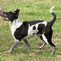 Thumbnail photo of TILLIE #2