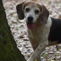 Thumbnail photo of Dixon #2