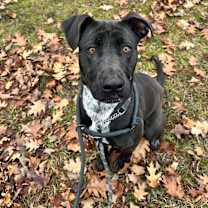 adopt-pet
