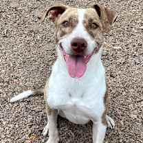 Thumbnail photo of JADA #1