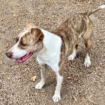 Thumbnail photo of JADA #3