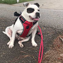 Thumbnail photo of Chippa (Courtesy Post) #1