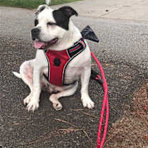Thumbnail photo of Chippa (Courtesy Post) #2
