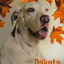 Thumbnail photo of Dakota #2