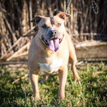 Thumbnail photo of Tequila Rose #1