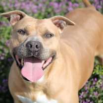 Thumbnail photo of Tequila Rose #2