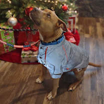 Thumbnail photo of Tequila Rose #3