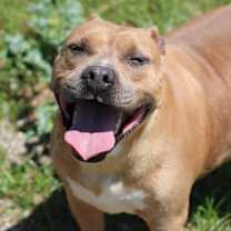 Thumbnail photo of Tequila Rose #4