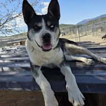 Thumbnail photo of Calypso #1