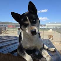 Thumbnail photo of Calypso #2