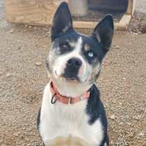 Thumbnail photo of Calypso #4