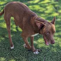 Thumbnail photo of Buddy #2