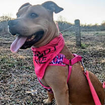 Thumbnail photo of Pinkie #1