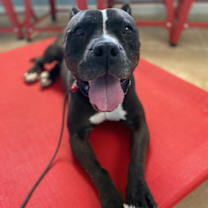 adopt-pet