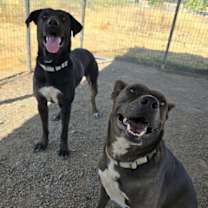 Thumbnail photo of Freya #4