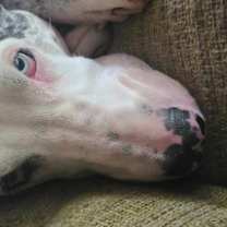 Thumbnail photo of Dakota #4