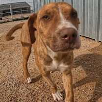 adopt-pet