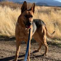 Thumbnail photo of LouLou #4