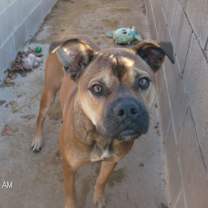 Thumbnail photo of RANDY RUDOLPH #4